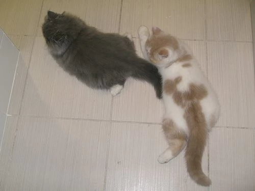 sono disponibili gatti persiani e exotic shorthair | Foto 2