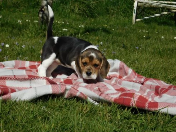 tre cuccioli di beagle cioccolato | Foto 4