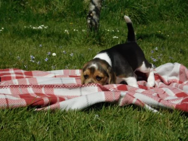 tre cuccioli di beagle cioccolato | Foto 3