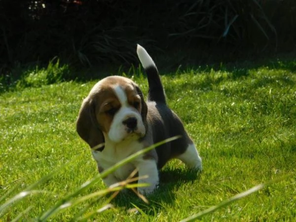 tre cuccioli di beagle cioccolato | Foto 1