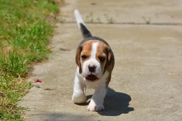 tre cuccioli di beagle cioccolato | Foto 0
