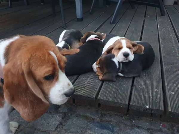 tre cuccioli di beagle cioccolato