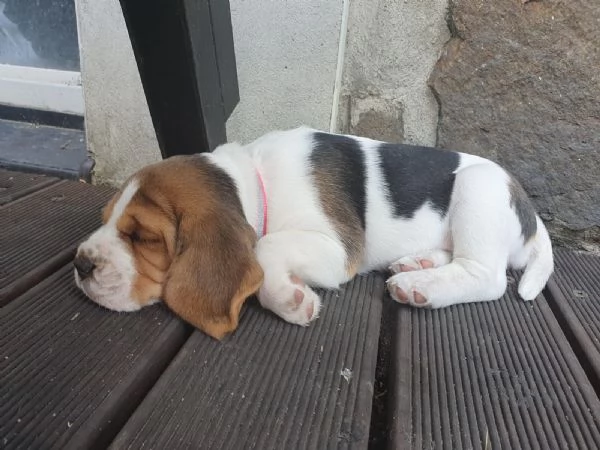 tre cuccioli di beagle cioccolato | Foto 1