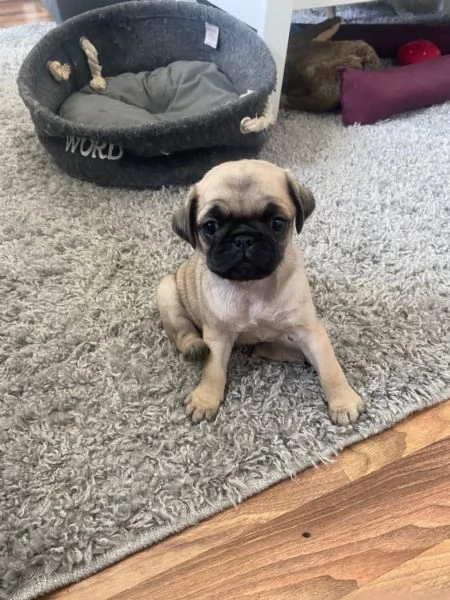 adorabili cuccioli di carlino | Foto 3