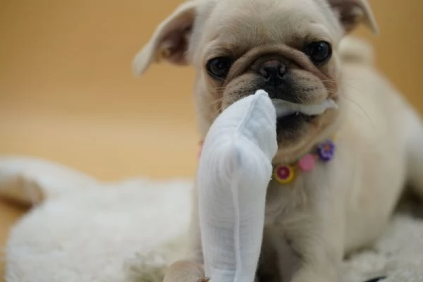 adorabili cuccioli di carlino | Foto 1