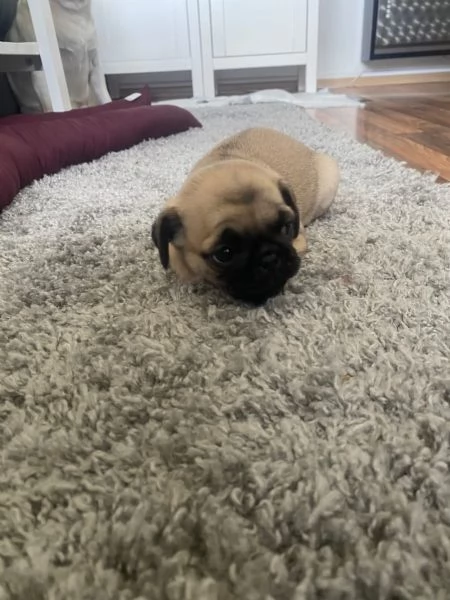 adorabili cuccioli di carlino | Foto 0