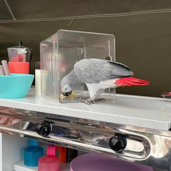 pappagallo cenerino | Foto 2