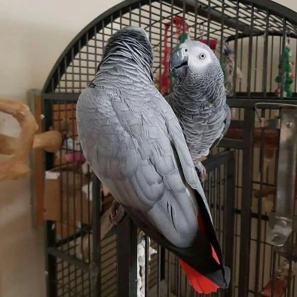 pappagallo cenerino | Foto 1