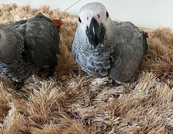 pappagallo cenerino | Foto 0