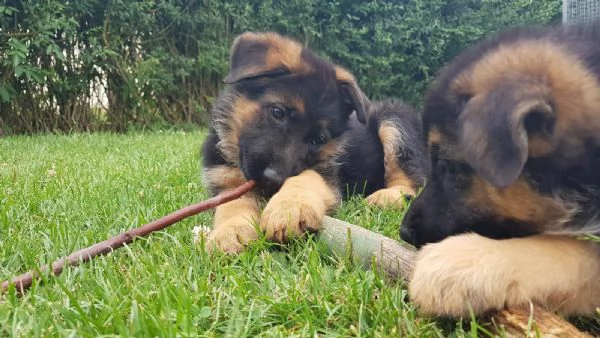pastore tedesco cuccioli | Foto 1