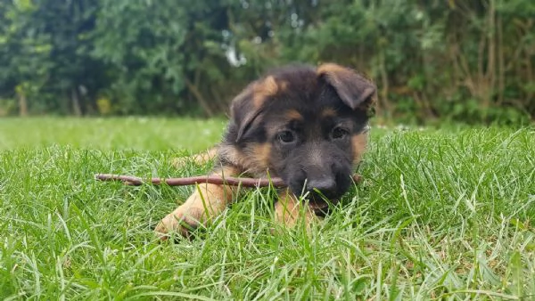 pastore tedesco cuccioli | Foto 2