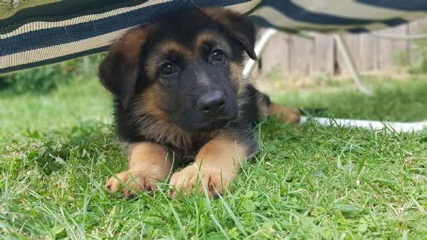 pastore tedesco cuccioli