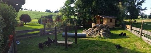 cuccioli di bovaro del bernese | Foto 2