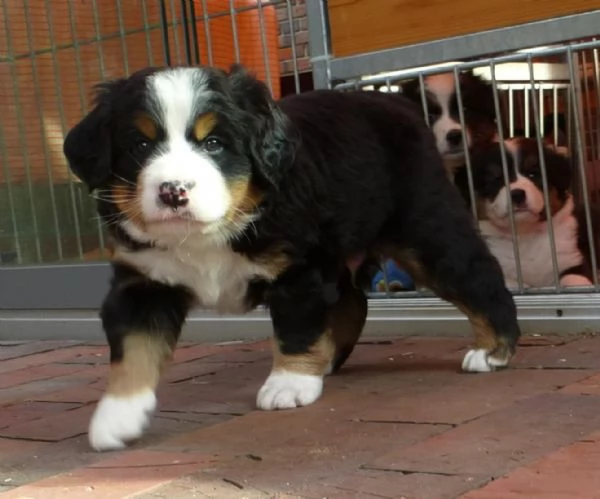 cuccioli di bovaro del bernese | Foto 0