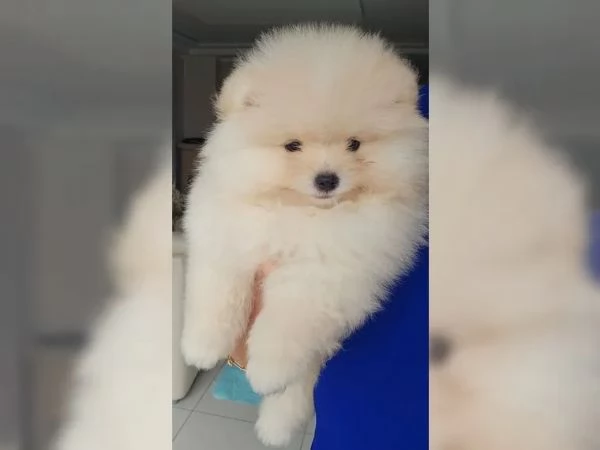 volpino pomerania toy spitz tedesco nano | Foto 2