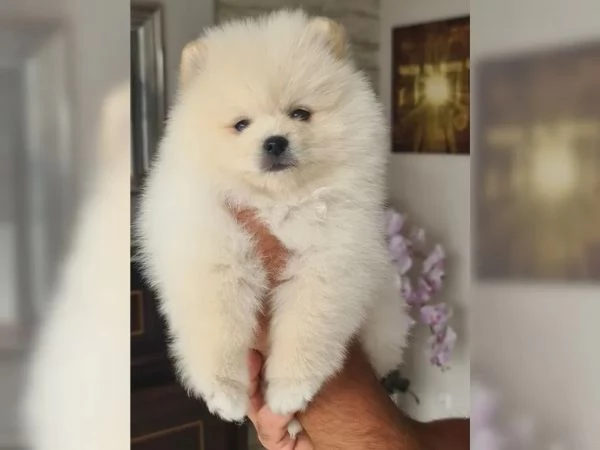 volpino pomerania toy spitz tedesco nano