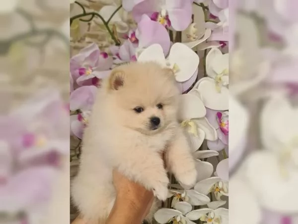 volpino pomerania toy spitz tedesco nano | Foto 1