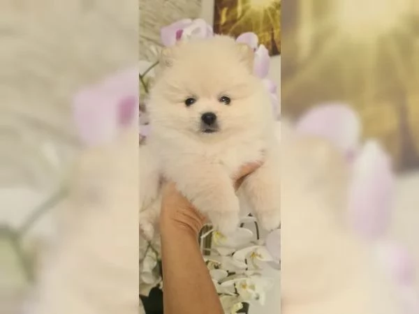 volpino pomerania toy spitz tedesco nano | Foto 0