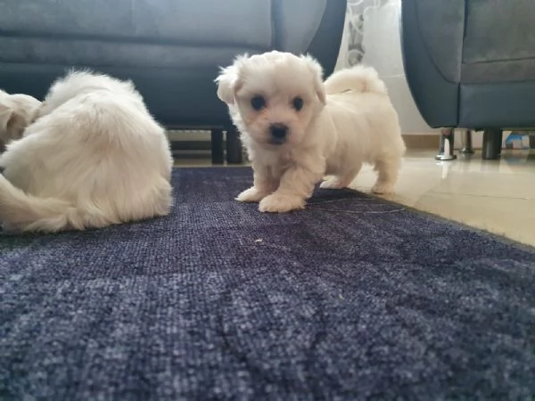 Disponibili cuccioli maltesi toy