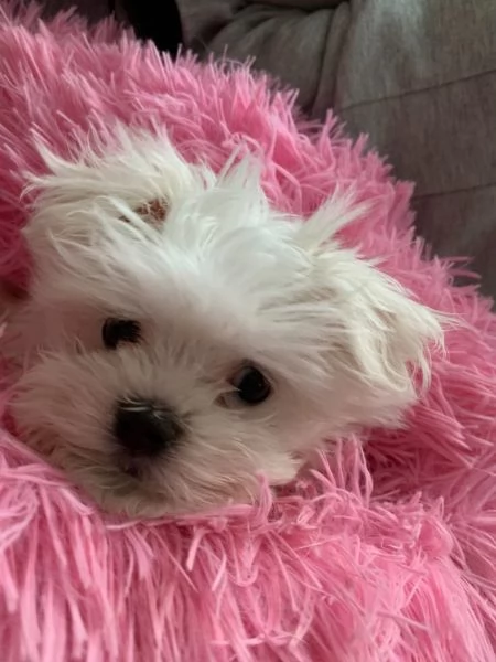 Disponibili cuccioli maltesi toy | Foto 2