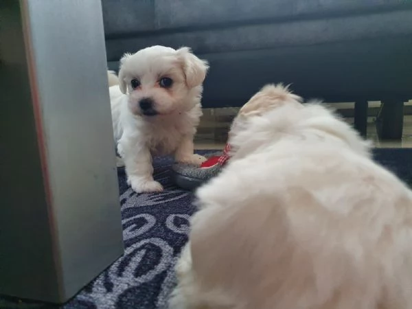 Disponibili cuccioli maltesi toy | Foto 1