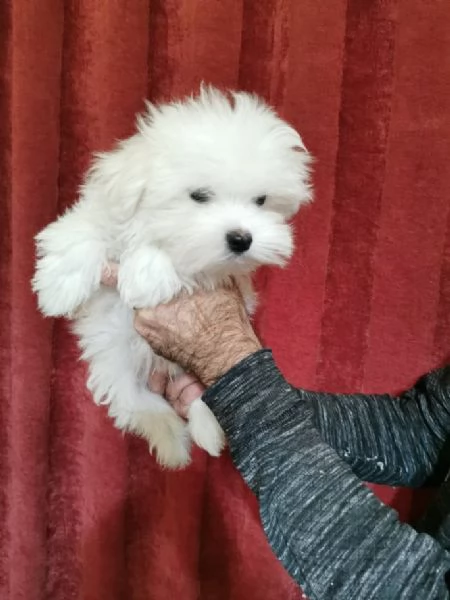 Disponibili cuccioli maltesi toy | Foto 1