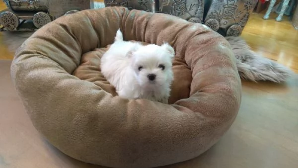 Disponibili cuccioli maltesi toy | Foto 0
