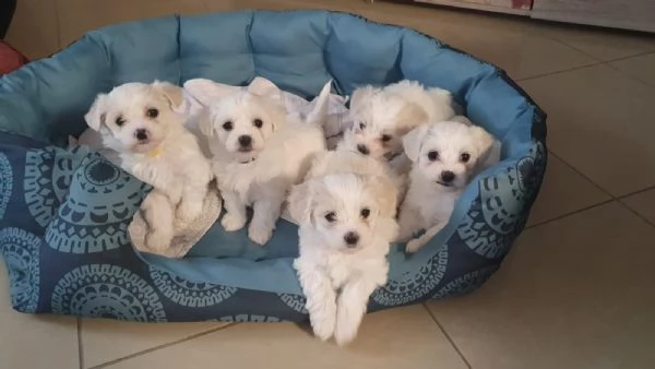 Disponibili cuccioli maltesi toy