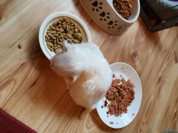 Disponibili cuccioli maltesi toy | Foto 0