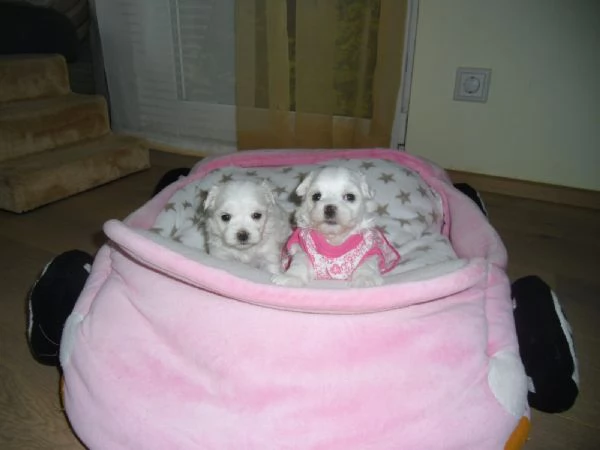 Disponibili cuccioli maltesi toy