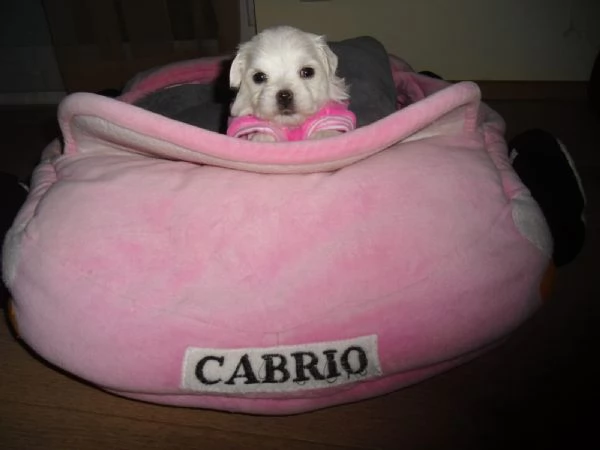Disponibili cuccioli maltesi toy | Foto 2