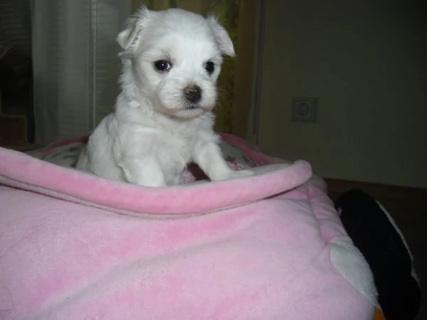 Disponibili cuccioli maltesi toy | Foto 1