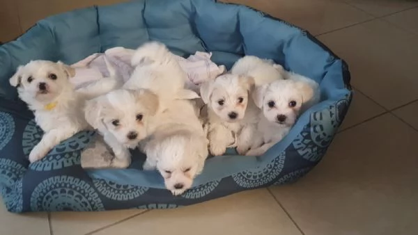 Disponibili cuccioli maltesi toy | Foto 1