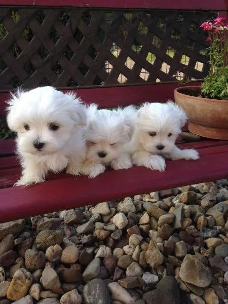 Disponibili cuccioli maltesi toy