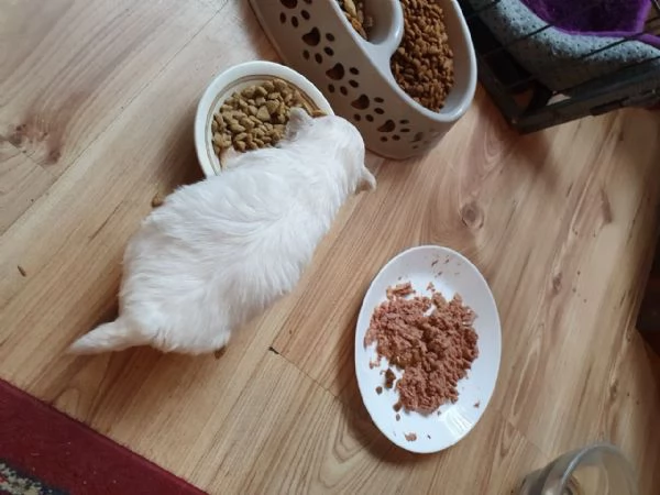 Disponibili cuccioli maltesi toy | Foto 1