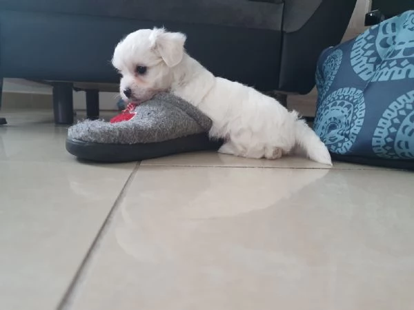 Disponibili cuccioli maltesi toy | Foto 0