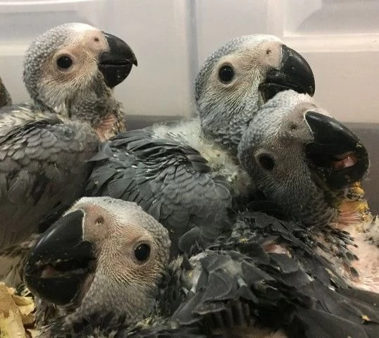 Amorosi pappagalli grigi africani