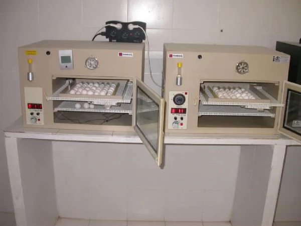 Amorosi pappagalli grigi africani | Foto 2