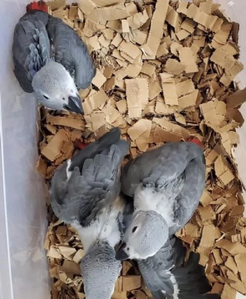 Amorosi pappagalli grigi africani