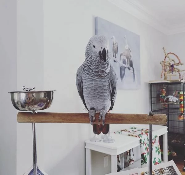 Amorosi pappagalli grigi africani | Foto 0