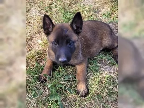CUCCIOLI DI PASTORE BELGA MALINOIS | Foto 2