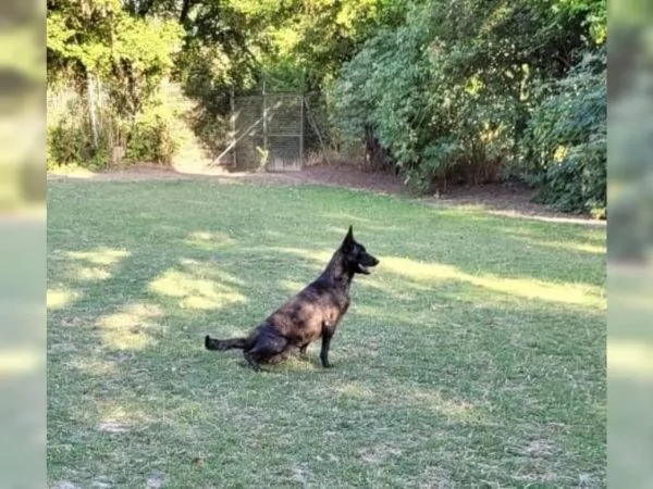 CUCCIOLI DI PASTORE BELGA MALINOIS | Foto 2