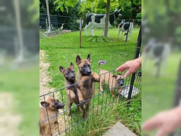 CUCCIOLI DI PASTORE BELGA MALINOIS | Foto 1