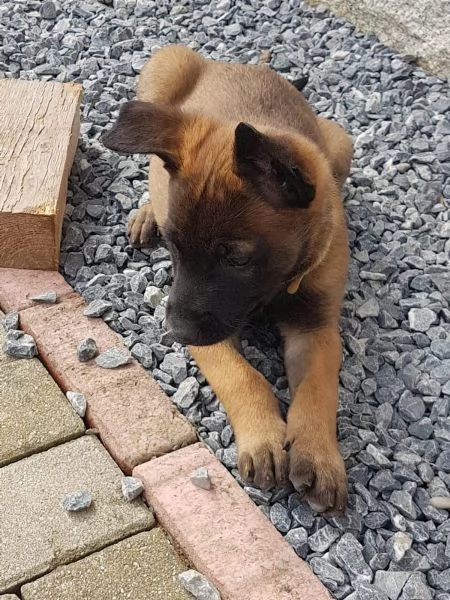 CUCCIOLI DI PASTORE BELGA MALINOIS | Foto 0