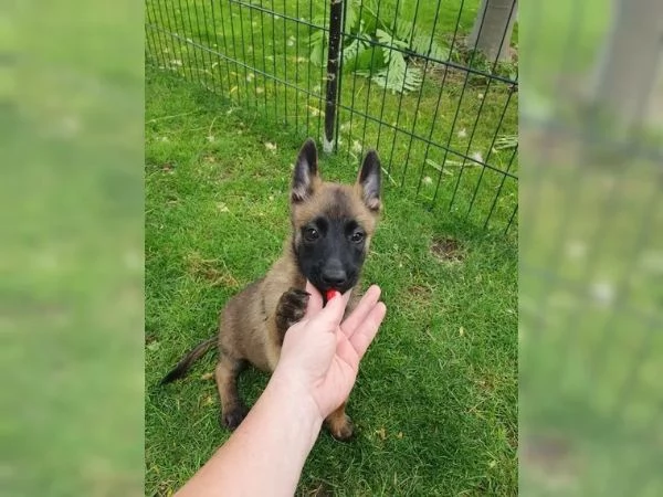 CUCCIOLI DI PASTORE BELGA MALINOIS