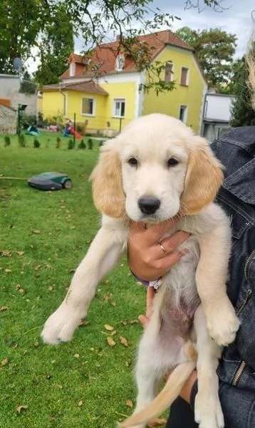 cuccioli golden con pedigree enci | Foto 2