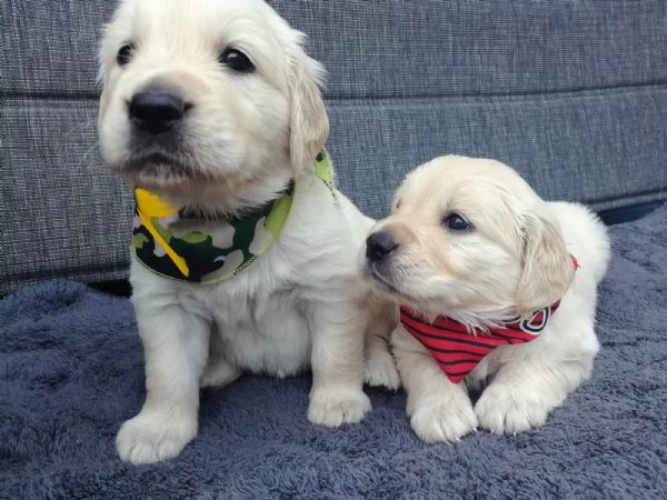 cuccioli golden con pedigree enci