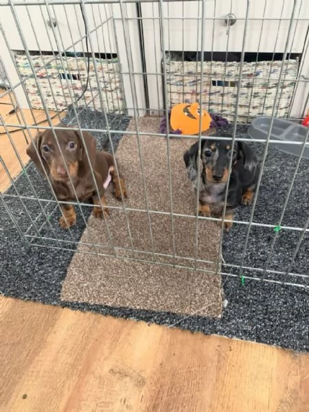 Dolci e preziosi cuccioli di Bassotto a Pelo Corto | Foto 4