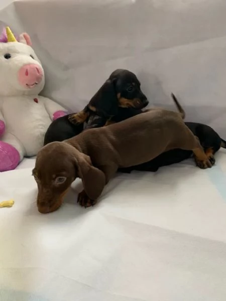 Dolci e preziosi cuccioli di Bassotto a Pelo Corto | Foto 3