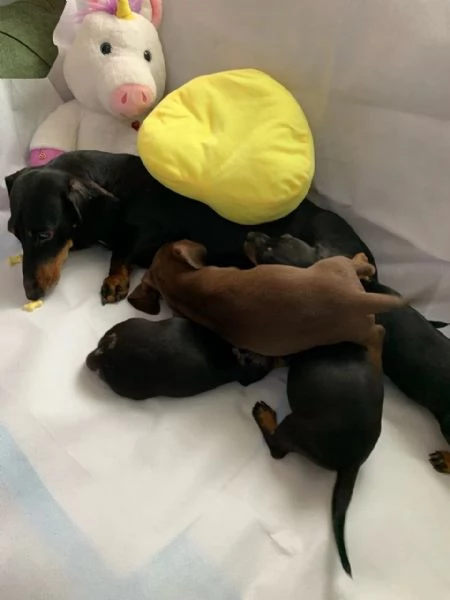 Dolci e preziosi cuccioli di Bassotto a Pelo Corto | Foto 0